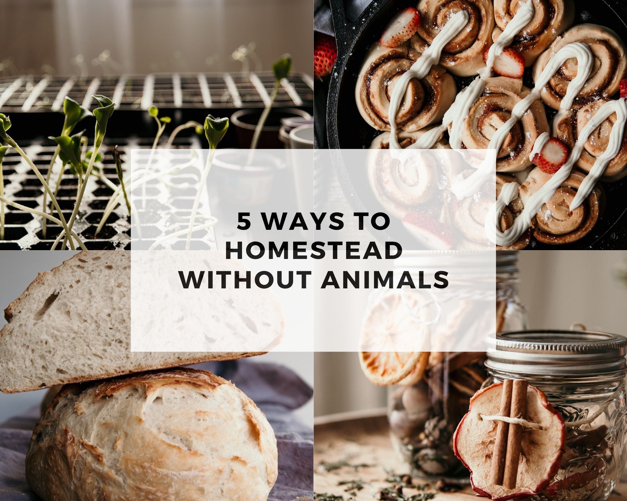 5 Ways to Homestead without Animals – Crooked Chimney Farm