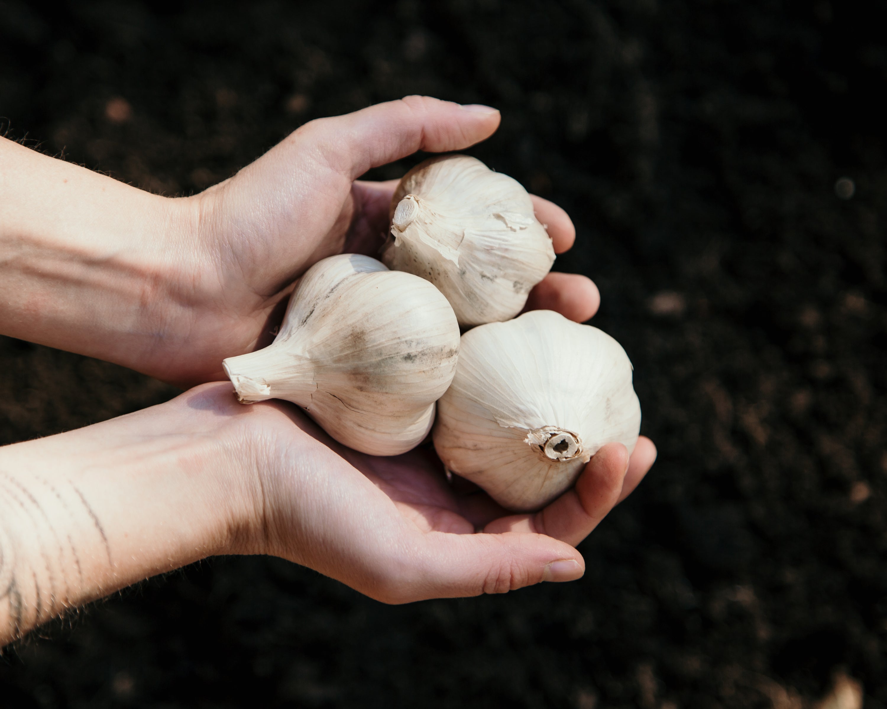 How to Grow Garlic in the Fall