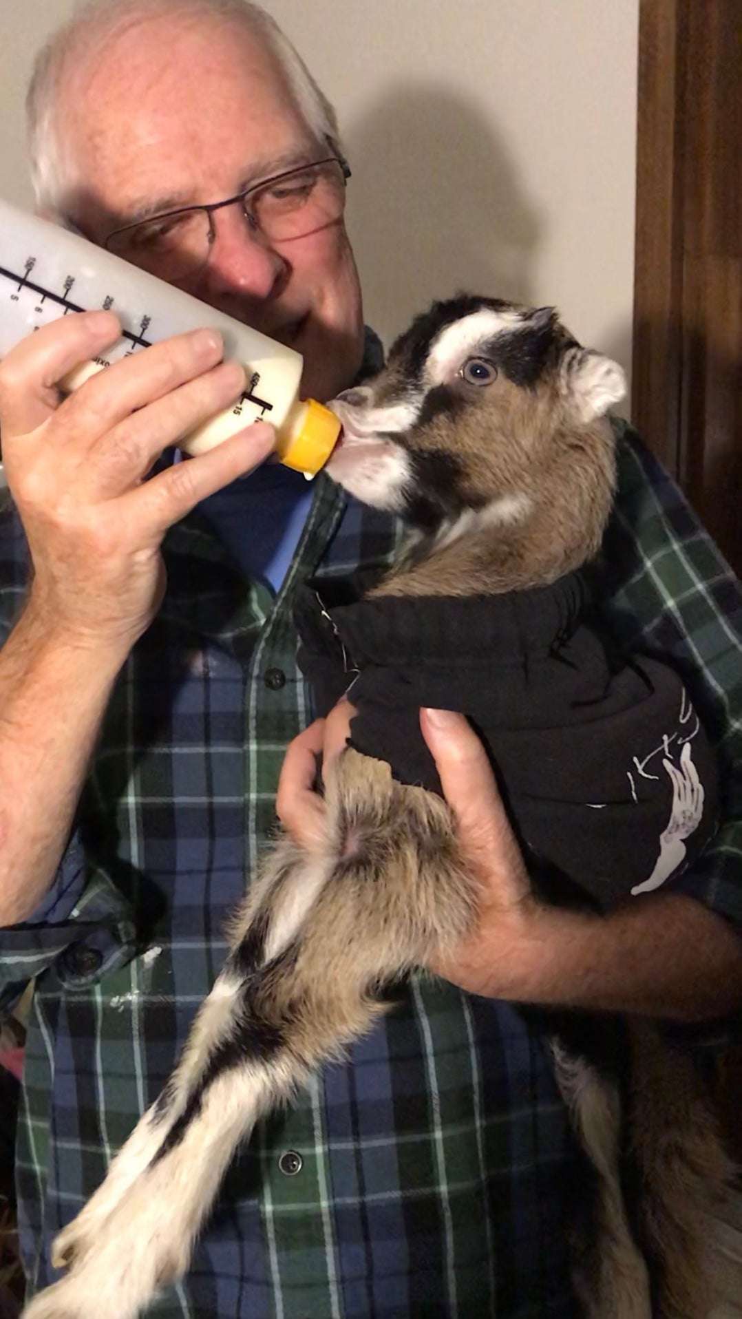 bottle feeding baby goat