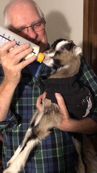 How to Bottle Feed Baby Goats