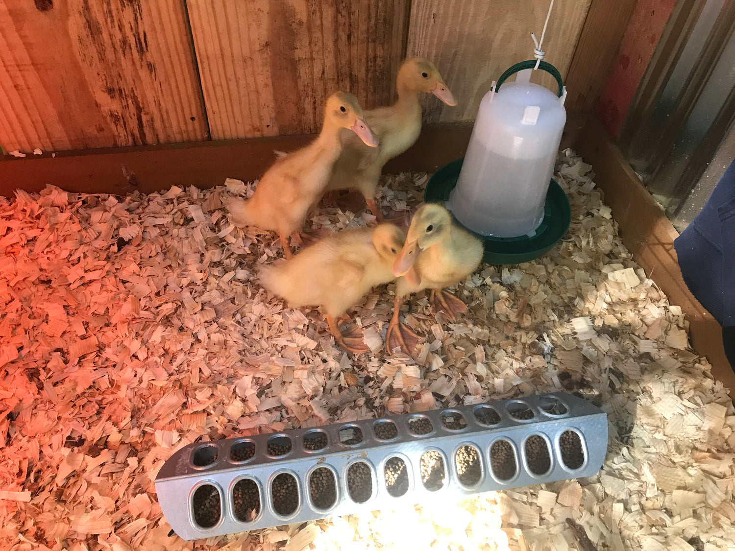 How to Set Up a Duckling Brooder