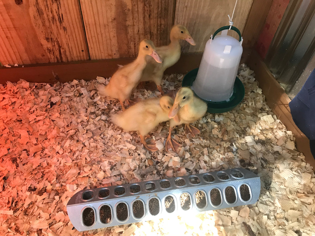 How to Set Up a Duckling Brooder – Crooked Chimney Farm, LLC
