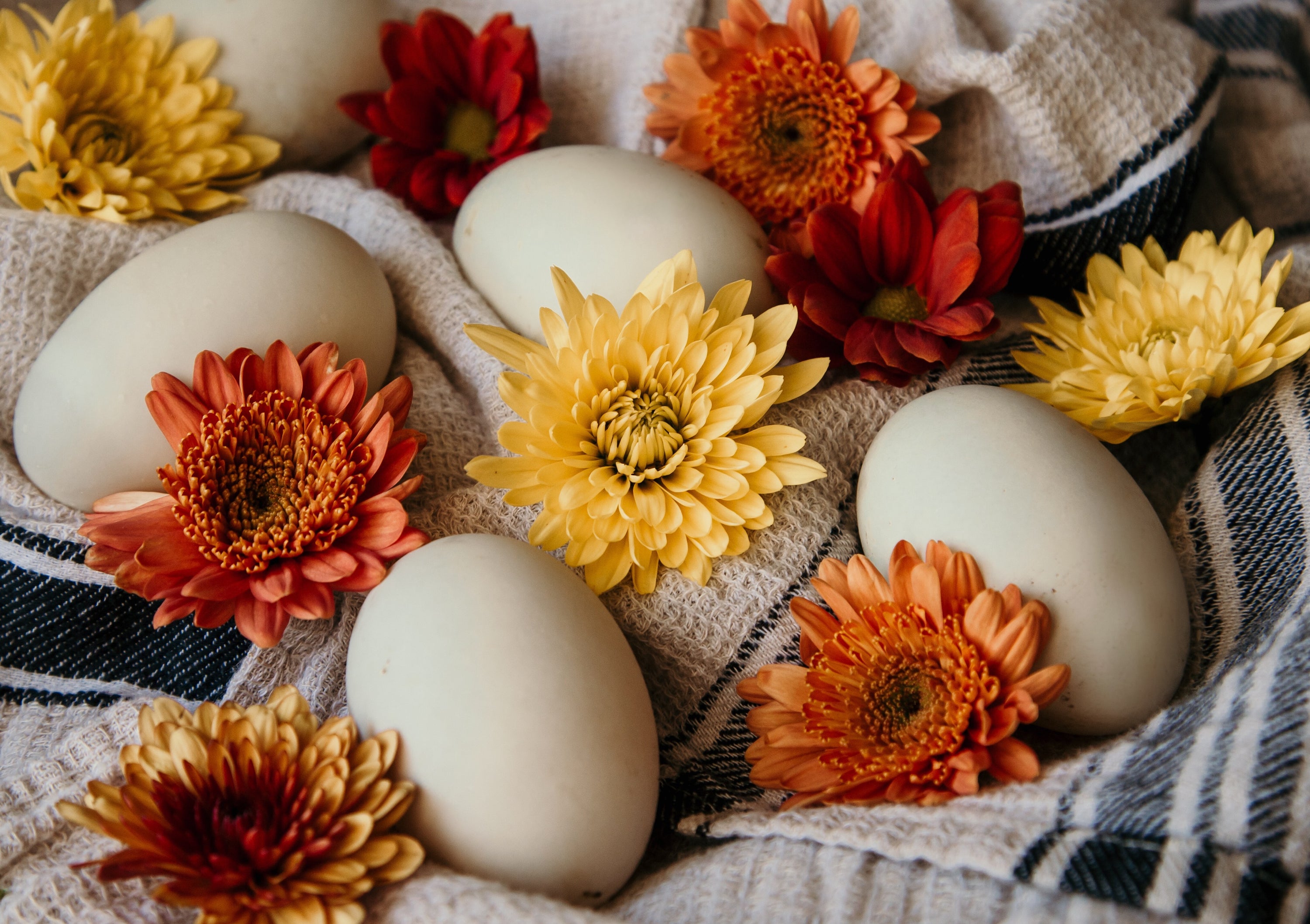 Everything you ever wanted to know about duck eggs