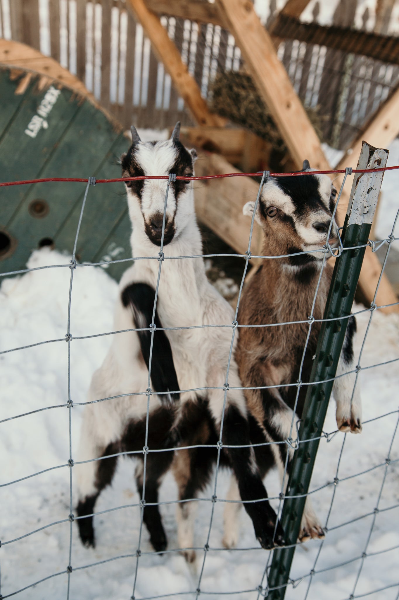 11 Essential Items for Your Goat First Aid Kit [Free Download]